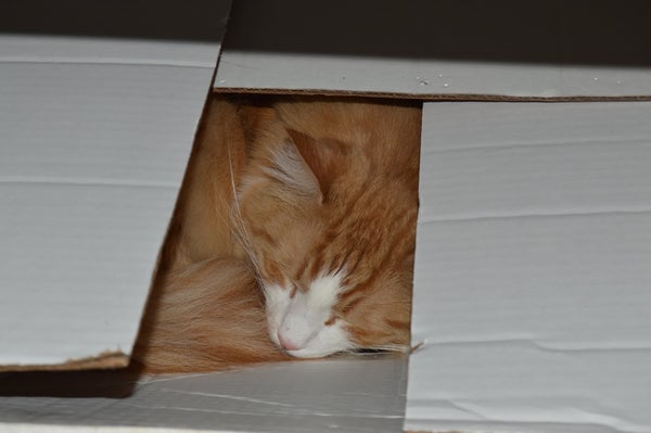 Orange and white ginger tabby cat hiding asleep in a box