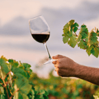 와인 스타일 배우기 2