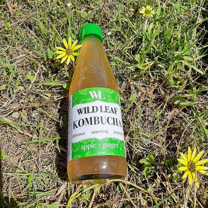 Wild Leaf Brew Apple and Ginger kombucha Review abillion