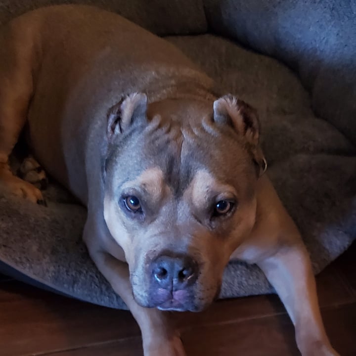 Whole Foods Market Blueberry Scone Review abillion