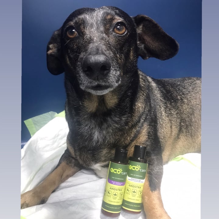 Eco Pet Shampoo E Condicionador Pet Reviews abillion