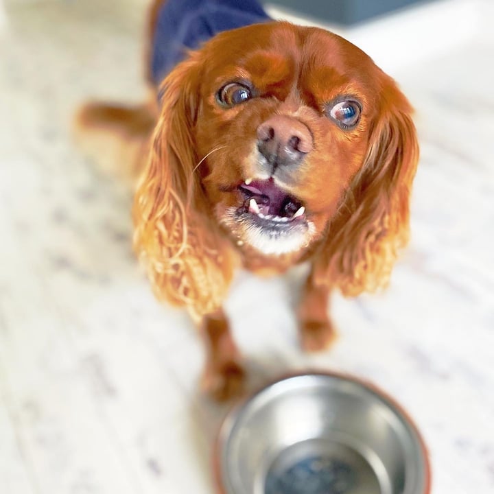 review photo of Omni Pet Omni Senior food shared by @immira on 10 May 2022 - review