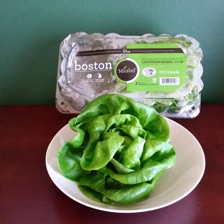 Mirabel Laitue Boston (Boston Lettuce) Reviews abillion