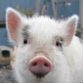 slovenianveganfinds @slovenianveganfinds profile image