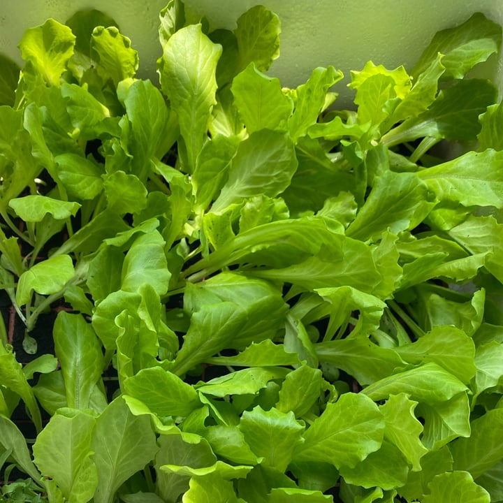 Farm 85 Trading Lim Chu Kang, Singapore Lettuce seedlings Review abillion