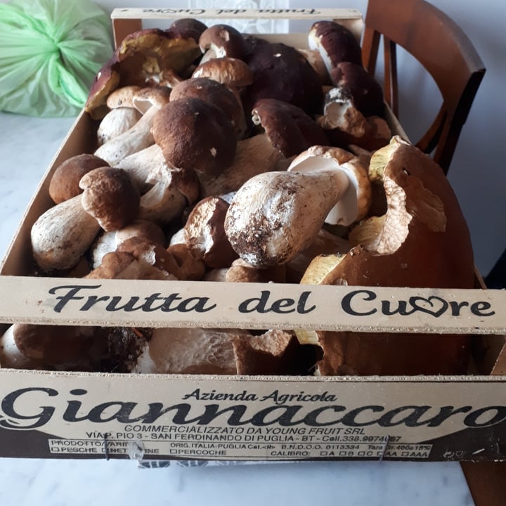 Aziebda agricola giannaccaro Funghi porcini Review abillion