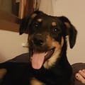 panchiveg @panchiveg profile image