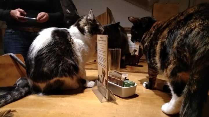 review photo of La Casa De La Gata Horacia Gato jazz shared by @frufru on 13 Jun 2019 - review