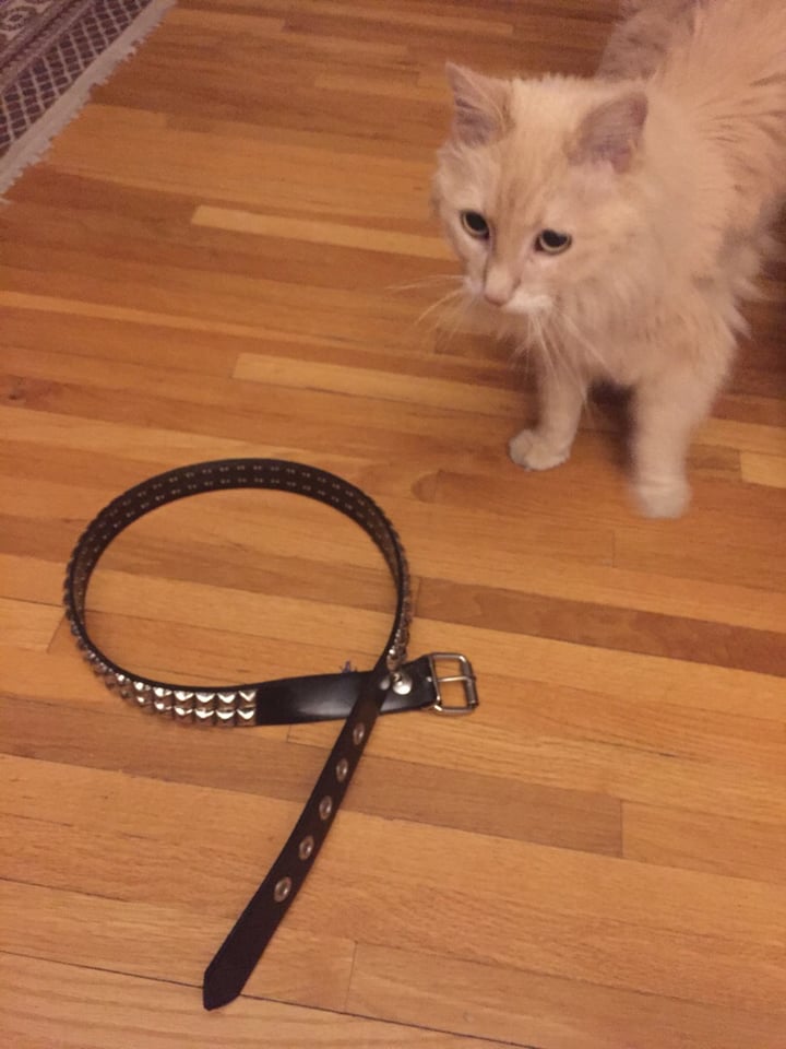 Strange Pursuit Cinturón Reviews abillion