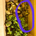Whole Foods Market