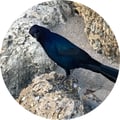 onehungryvegan @onehungryvegan profile image