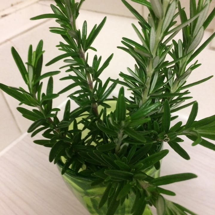 review photo of Rosemary Rosemary shared by @freedomforanimals on 29 Jun 2020 - review