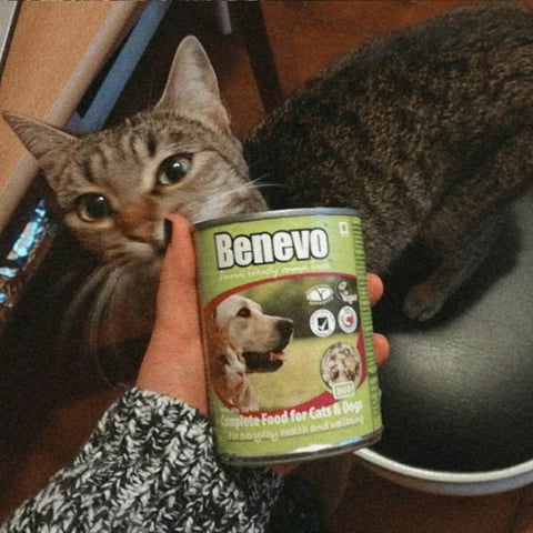 Benevo, Complete Food For Dogs And Cats, meat, alternative eggs, meat & seafood, food, review