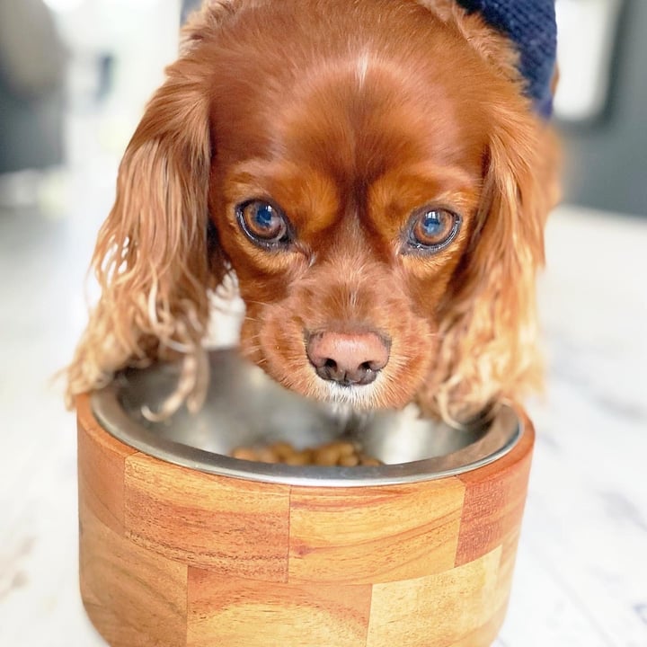 review photo of Omni Pet Omni Senior food shared by @immira on 10 May 2022 - review