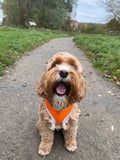 zobro @zobro profile image
