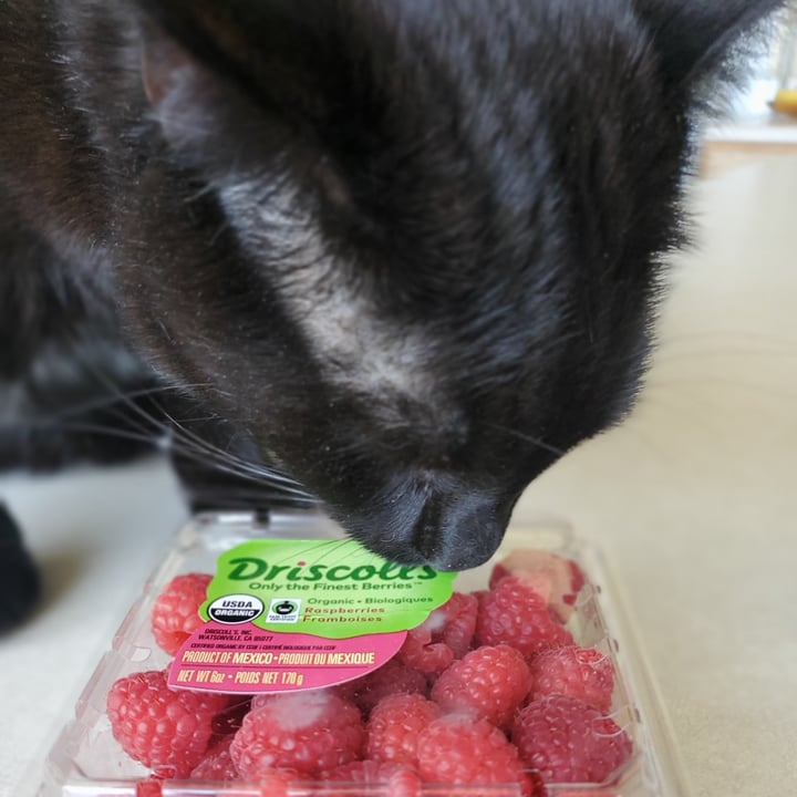 Driscoll’s Organic Raspberries Review abillion