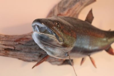 Image of a stuffed fish caught in one of the many lakes near our Wawa ontario Motel comma the Algoma Motel