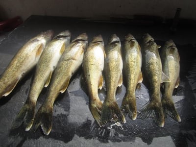 A Day's LimitFishing for pickrellOn one of the many lakes NearWawa Ontario