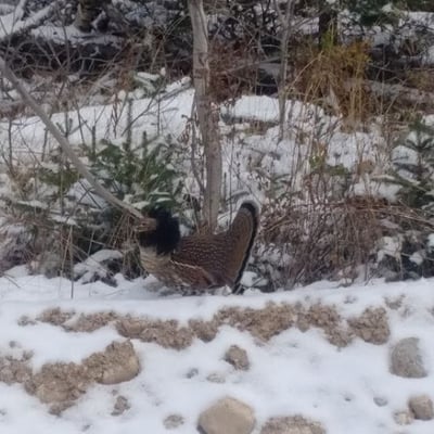 Late season grouse near the Algoma Motel in Wawa Ontario