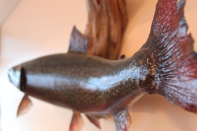 A fish mounted on the wall at our motel in Wawa Ontario canada
