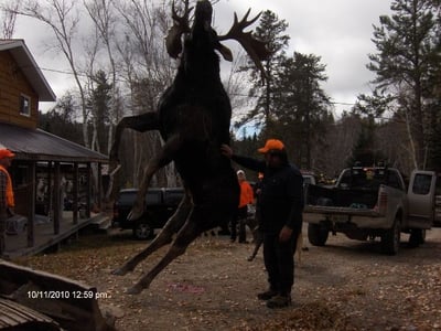 Hunters processing their kill. A large moose.