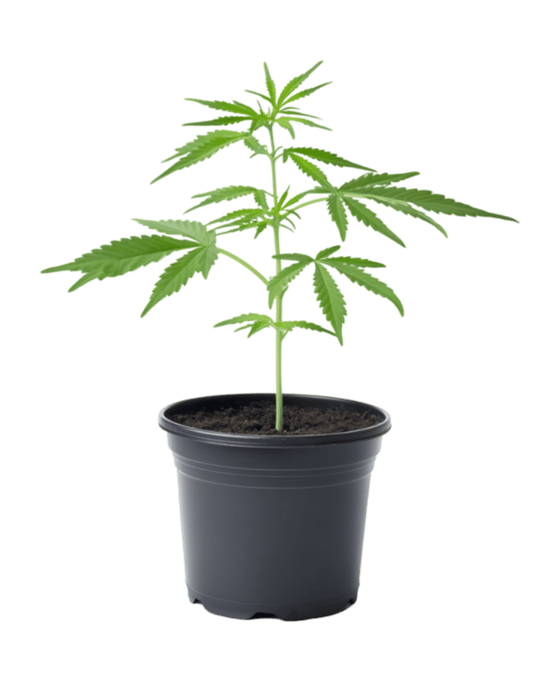 iCannaLog IOS App Cannabis plant