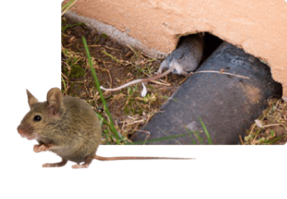 De Veldmuisjes - Image 1