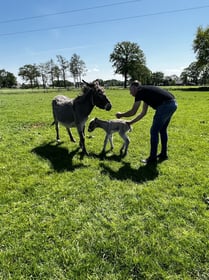 't Schoapie - Image 1