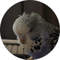 loek