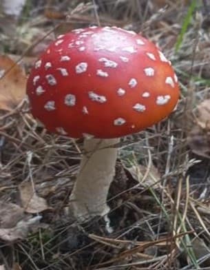 Paddestoel - Kinderdagverblijf in Hoensbroek