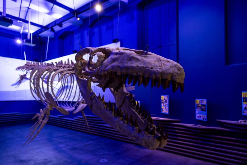 PO Mosasaurus - Daycare in Maastricht