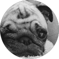 Pug Bibi