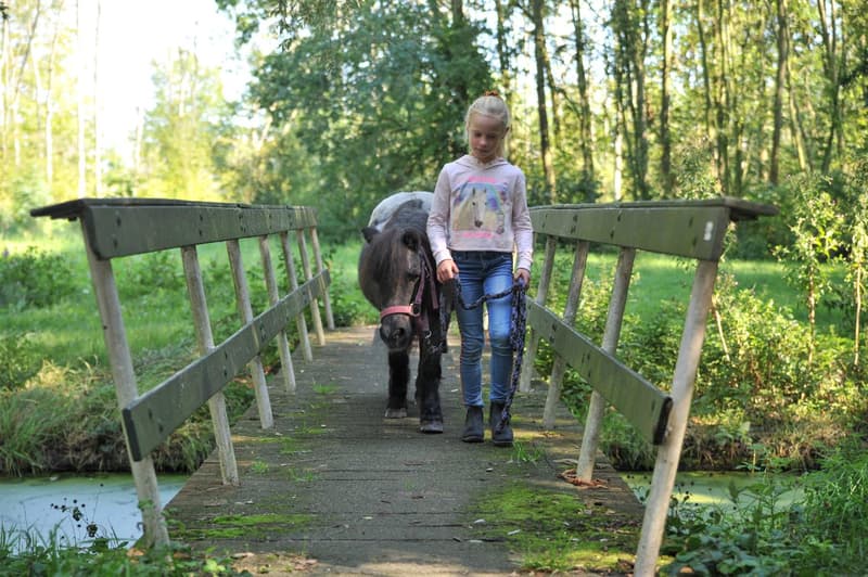 Paarden - After-school care in Berkhout