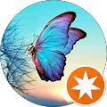Traveling Butterfly