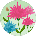 Beauchiana Willemsen