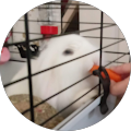 Koen