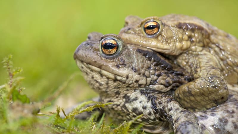 Peuteropvang Kikker - Kinderdagverblijf in Nieuwegein