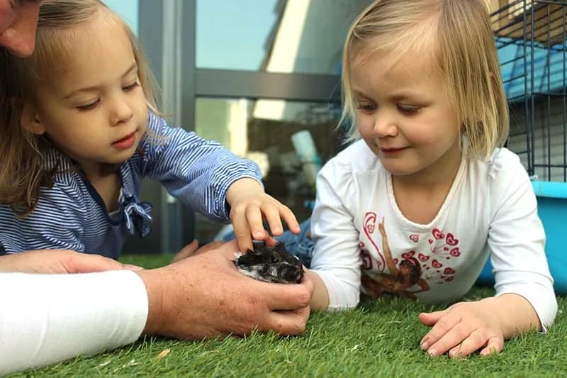 Peuteropvang de Boterbloem - Daycare in Nieuwland
