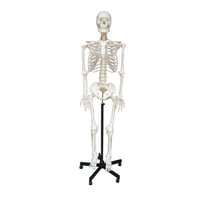 Anatomisch Model - Skelet zonder spierinserties