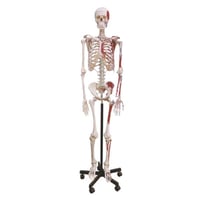 Anatomisch Model - Skelet met spierinserties