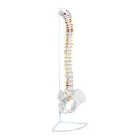 Anatomisch Model - Wervelkolom