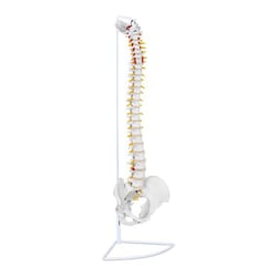 Anatomisch Model - Wervelkolom