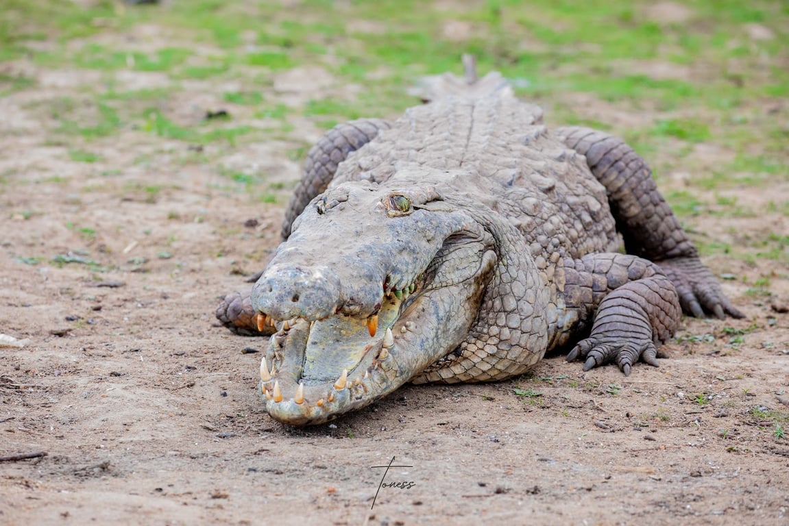 Sacred Crocodile Pond