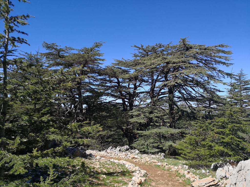 Al Shouf Cedar Reserve