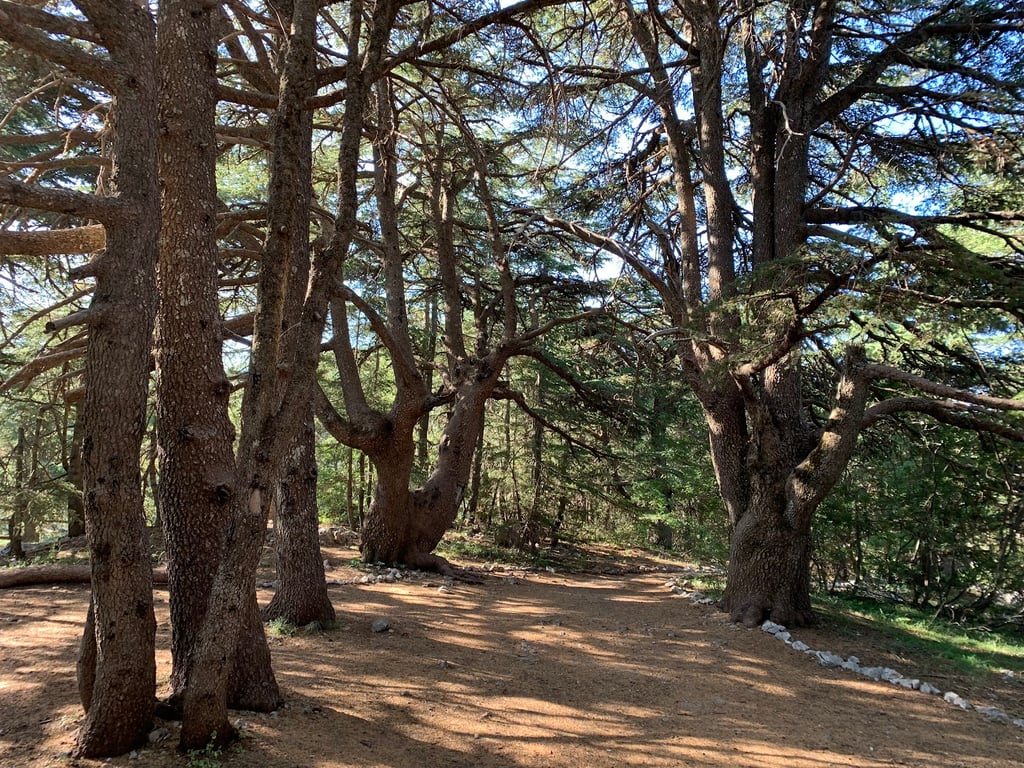Al Shouf Cedar Reserve