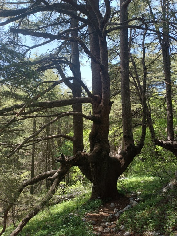 Al Shouf Cedar Reserve