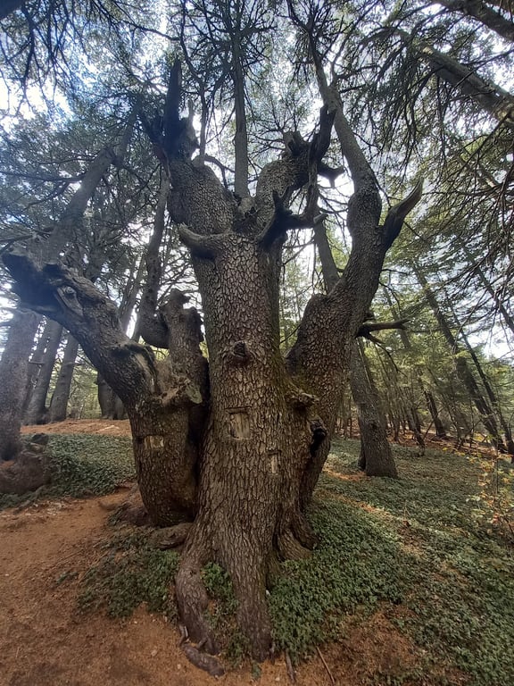 Al Shouf Cedar Reserve