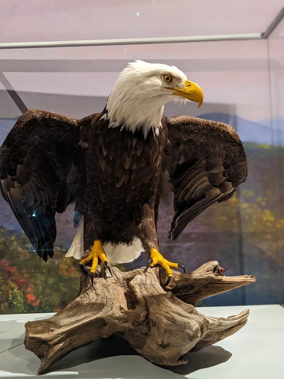 Cook’s Natural Science Museum