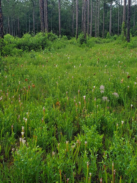 Graham Creek Nature Preserve