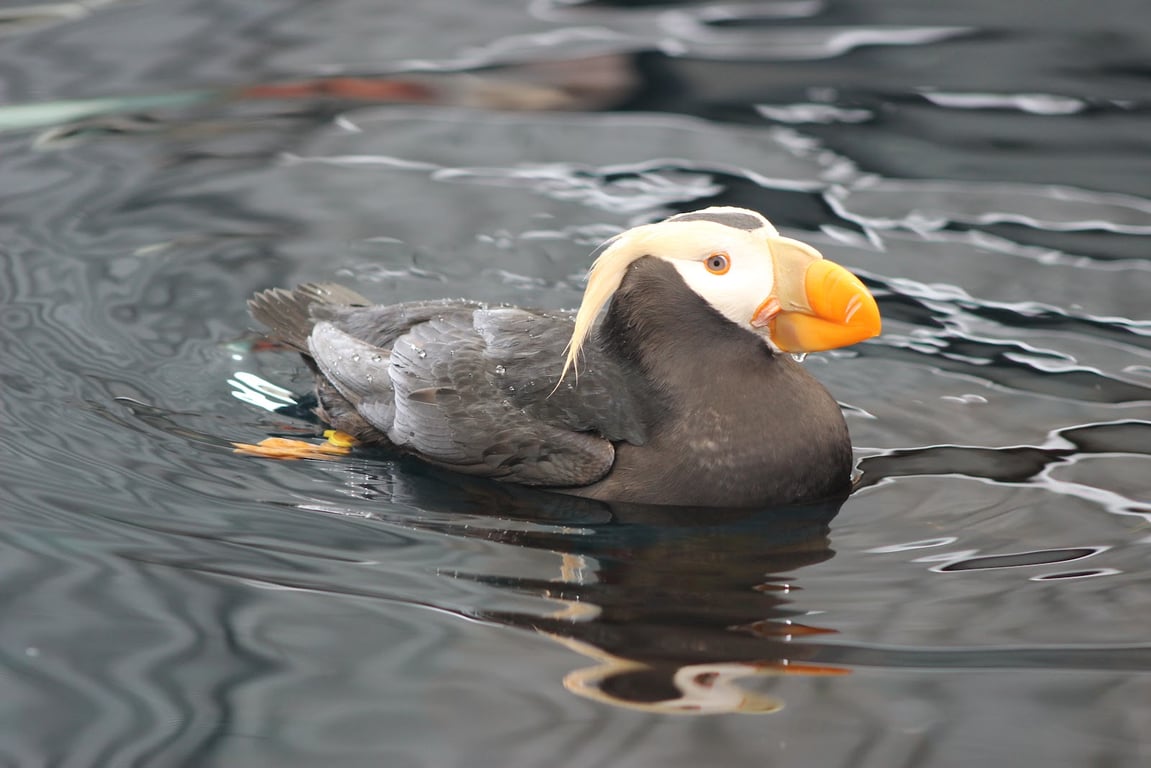 Alaska SeaLife Center